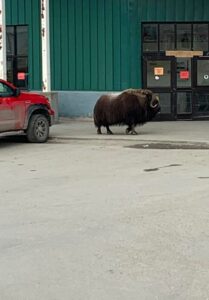 Local customer at the Nome grocery store.