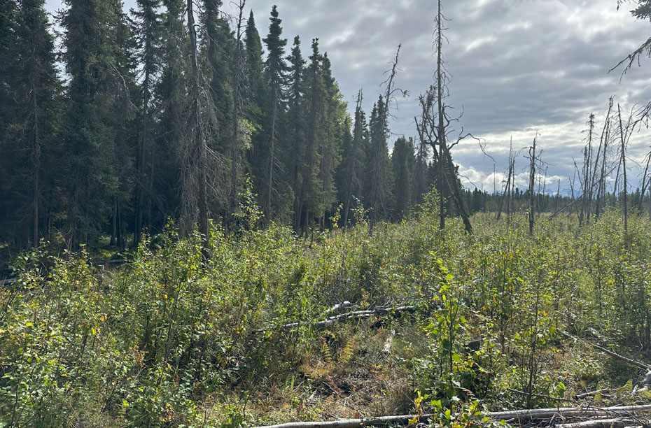 image of shrubs, with a few dead trees mixed in, spruce trees along the left side and back of the shrubs