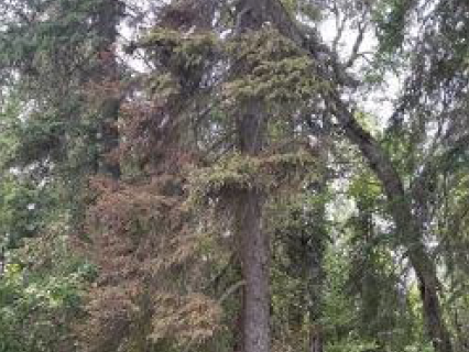 a tree with both brown and green needles