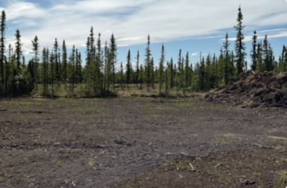 forest 1-5 years after a fuel treatment