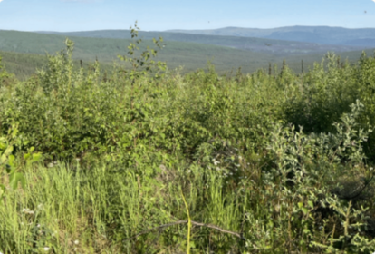 forest 10-15 years after a fuel treatment