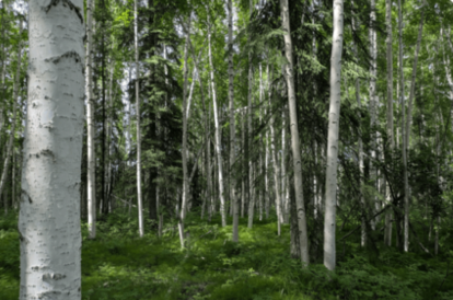 forest 40-50 years after a fuel treatment